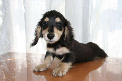 ミニチュアダックスブラッククリームの子犬オス、生後2ヵ月半画像