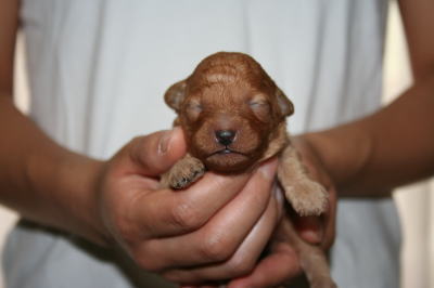 トイプードルアプリコットの子犬オス、生後1週間画像