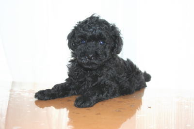 トイプードルブラック(黒色)の子犬オス、生後6週画像