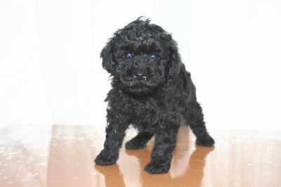 トイプードルブラック(黒色)の子犬オス、生後6週画像