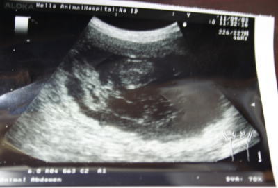 トイプードル犬の交配妊娠確認超音波エコー画像