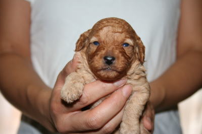 トイプードルアプリコットの子犬オス、生後2週間画像