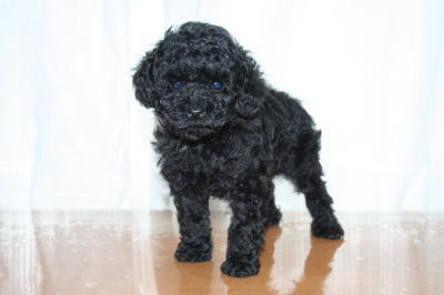 トイプードルブラック(黒色)の子犬オス、生後50日画像
