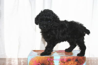 トイプードルブラック(黒色)の子犬オス、生後50日画像