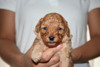 トイプードルアプリコットの子犬オス、生後3週間画像
