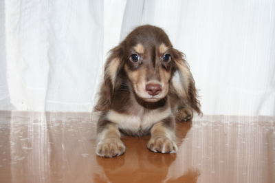 ミニチュアダックスチョコクリームの子犬オス、生後3ヶ月画像
