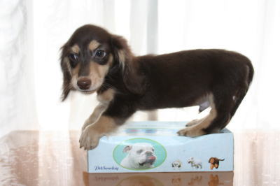 ミニチュアダックスチョコクリームの子犬オス、生後3ヶ月画像