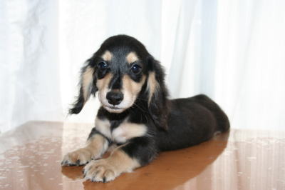 ミニチュアダックスブラッククリームの子犬オス、生後3ヶ月画像