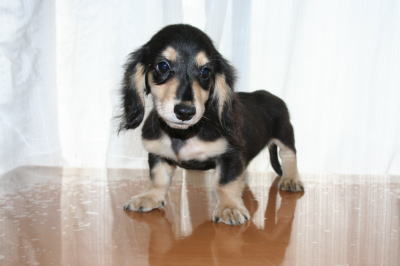 ミニチュアダックスブラッククリームの子犬オス、生後3ヶ月画像