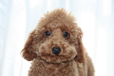 トイプードルレッドの子犬オス、生後3ヶ月半画像