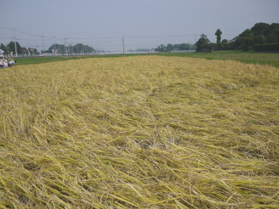 千葉県長生村アイガモ農法画像