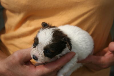 パピヨン白茶(ホワイト＆レッド)の子犬オス、生後1ヶ月画像