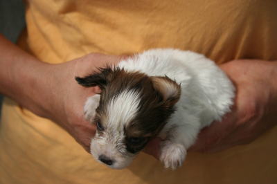 パピヨン白茶(ホワイト＆レッド)の子犬オス、生後1ヶ月画像