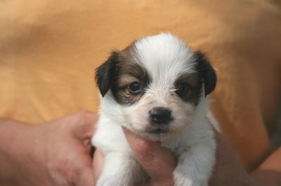 パピヨン白茶(ホワイト＆レッド)の子犬メス、生後1ヶ月画像