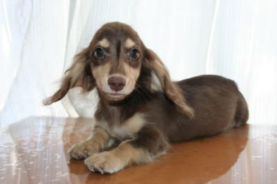 ミニチュアダックスチョコクリームの子犬オス、生後3ヶ月半画像