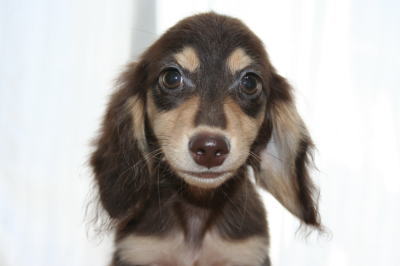 ミニチュアダックスチョコクリームの子犬オス、生後3ヶ月半画像