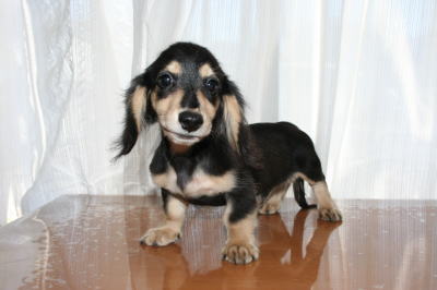 ミニチュアダックスブラッククリームの子犬オス、生後3ヶ月半画像