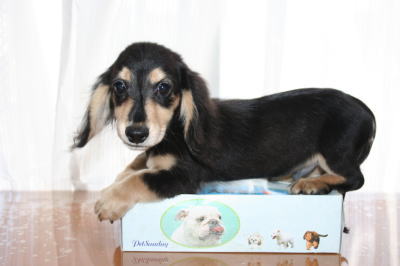 ミニチュアダックスブラッククリームの子犬オス、生後3ヶ月半画像