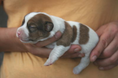 ジャックラッセルテリアの子犬オス、生後2週間画像