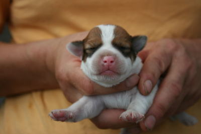ジャックラッセルテリアの子犬オス、生後2週間画像