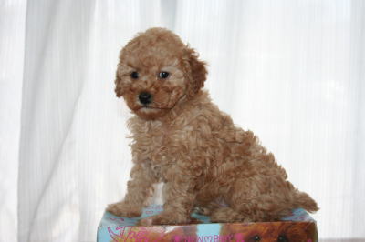 トイプードルアプリコットの子犬メス、生後6週画像