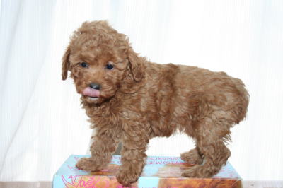 トイプードルレッドの子犬メス、生後6週画像