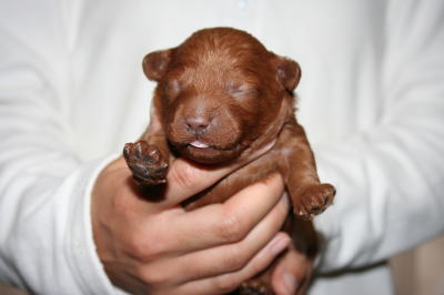 トイプードルレッドの子犬オス、生後1週間画像