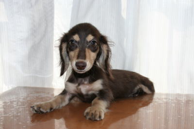 ミニチュアダックスチョコクリームの子犬オス、生後4ヶ月画像
