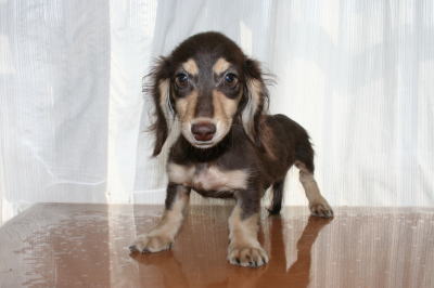 ミニチュアダックスチョコクリームの子犬オス、生後4ヶ月画像