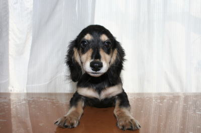 ミニチュアダックスブラッククリームの子犬オス、生後4ヶ月画像