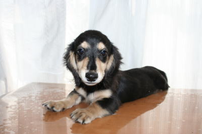 ミニチュアダックスブラッククリームの子犬オス、生後4ヶ月画像