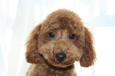 トイプードルレッドの子犬オス、生後5ヶ月画像