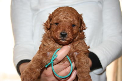トイプードルレッドの子犬オス、生後1ヶ月弱画像