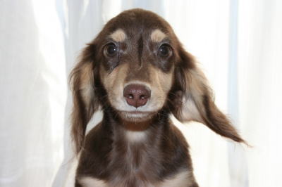 ミニチュアダックスチョコクリームの子犬オス、生後4ヵ月半画像