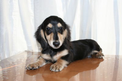 ミニチュアダックスブラッククリームの子犬オス、生後4ヵ月半画像