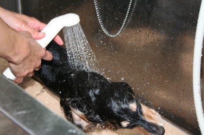 ミニチュアダックスブラッククリームの子犬オス、生後4ヵ月半画像