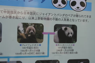 上野動物園パンダ家系図画像