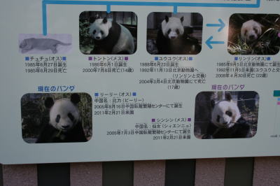 上野動物園パンダ家系図画像