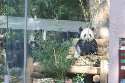 上野動物園パンダ画像