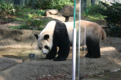上野動物園パンダ画像