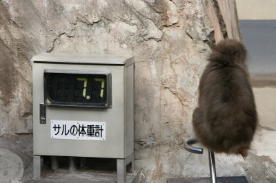 上野動物園猿画像