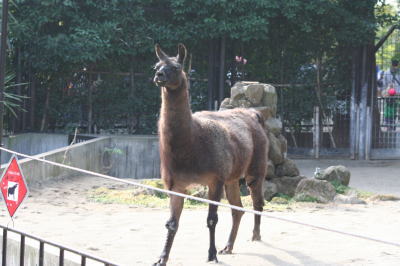 上野動物園ラマ画像