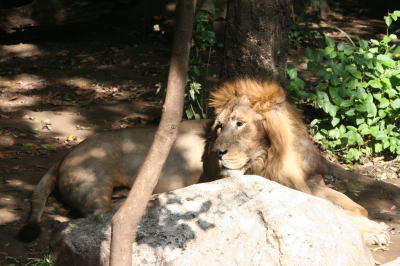 上野動物園ライオン画像