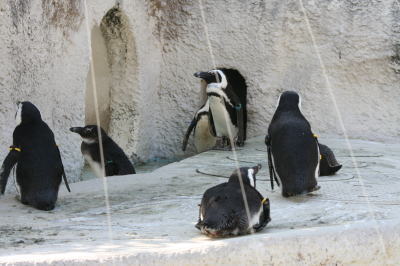 上野動物園ペンギン画像