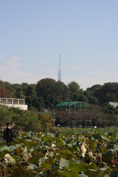 上野動物園から見た東京スカイツリー画像