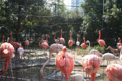 上野動物園ピンクフラミンゴ画像