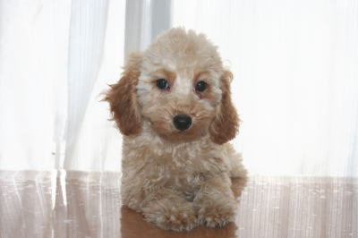 トイプードルアプリコットの子犬メス、生後2ヶ月半画像