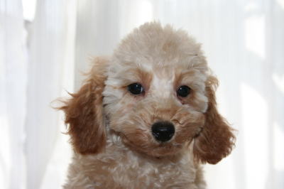 トイプードルアプリコットの子犬メス、生後2ヶ月半画像