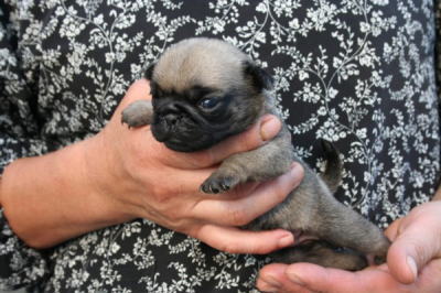 パグフォーンの子犬オス、生後３週間画像