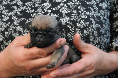 パグフォーンの子犬オス、生後３週間画像